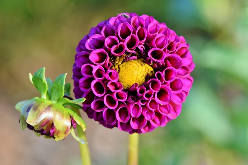 Colorful Petals